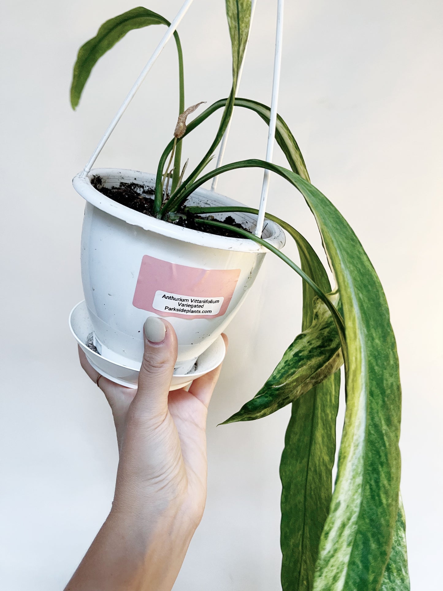 Anthurium Vittariifolium Variegated 4.5" Hanging Pot