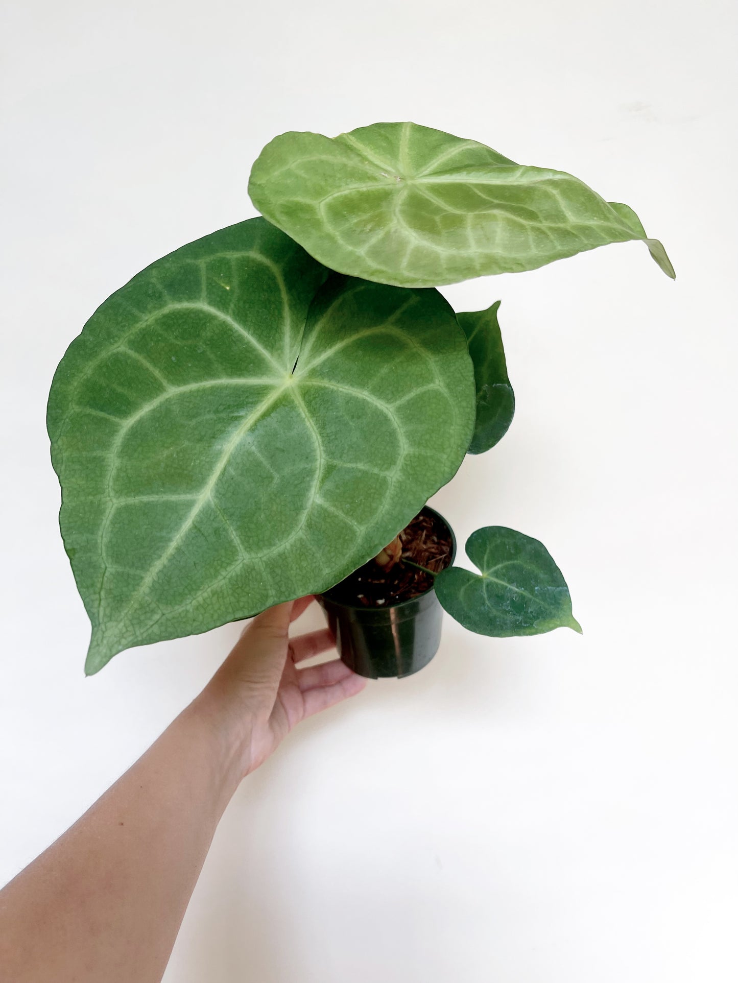 Anthurium Pterodactyl x Clarinervium 4” Pot