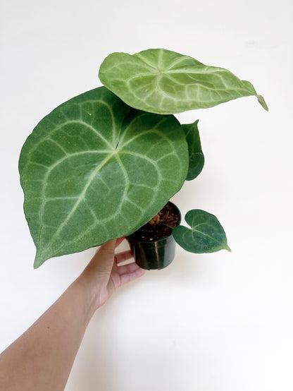 Anthurium Pterodactyl x Clarinervium 4” Pot