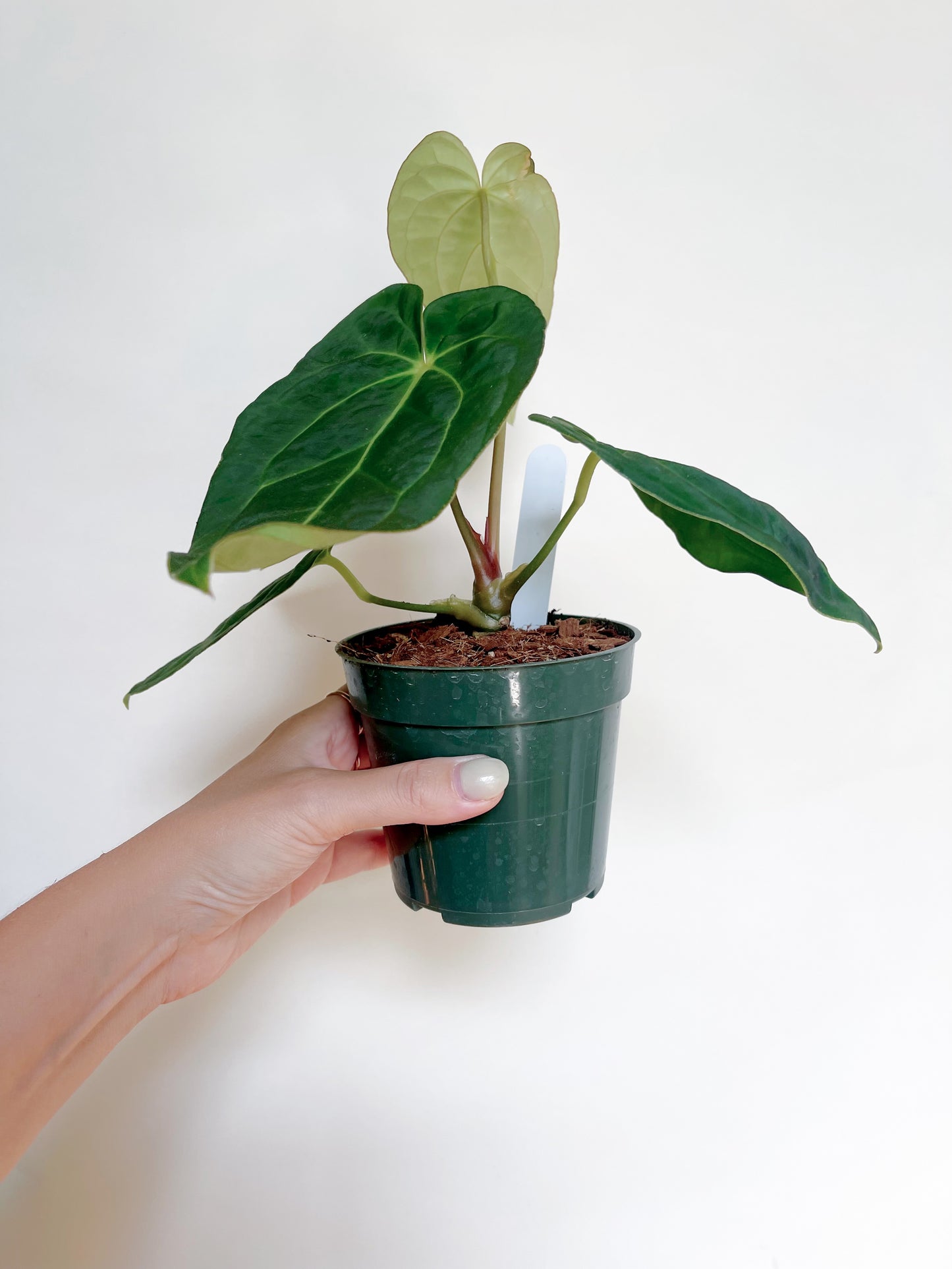Anthurium Papillilaminum x Carlablackiae 4” Pot
