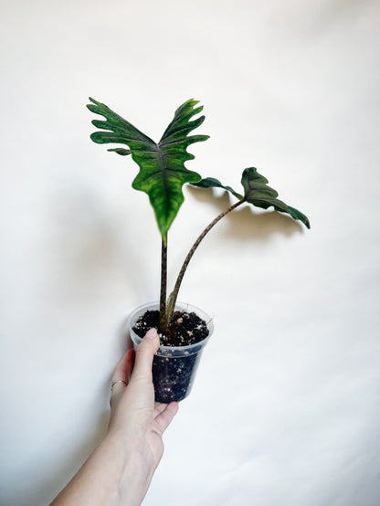 Alocasia Tandurusa Jacklyn Rare Live Plant