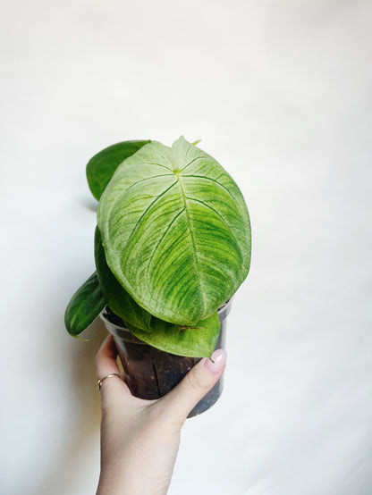 Syngonium Frosted Heart 4.5” Live Plant