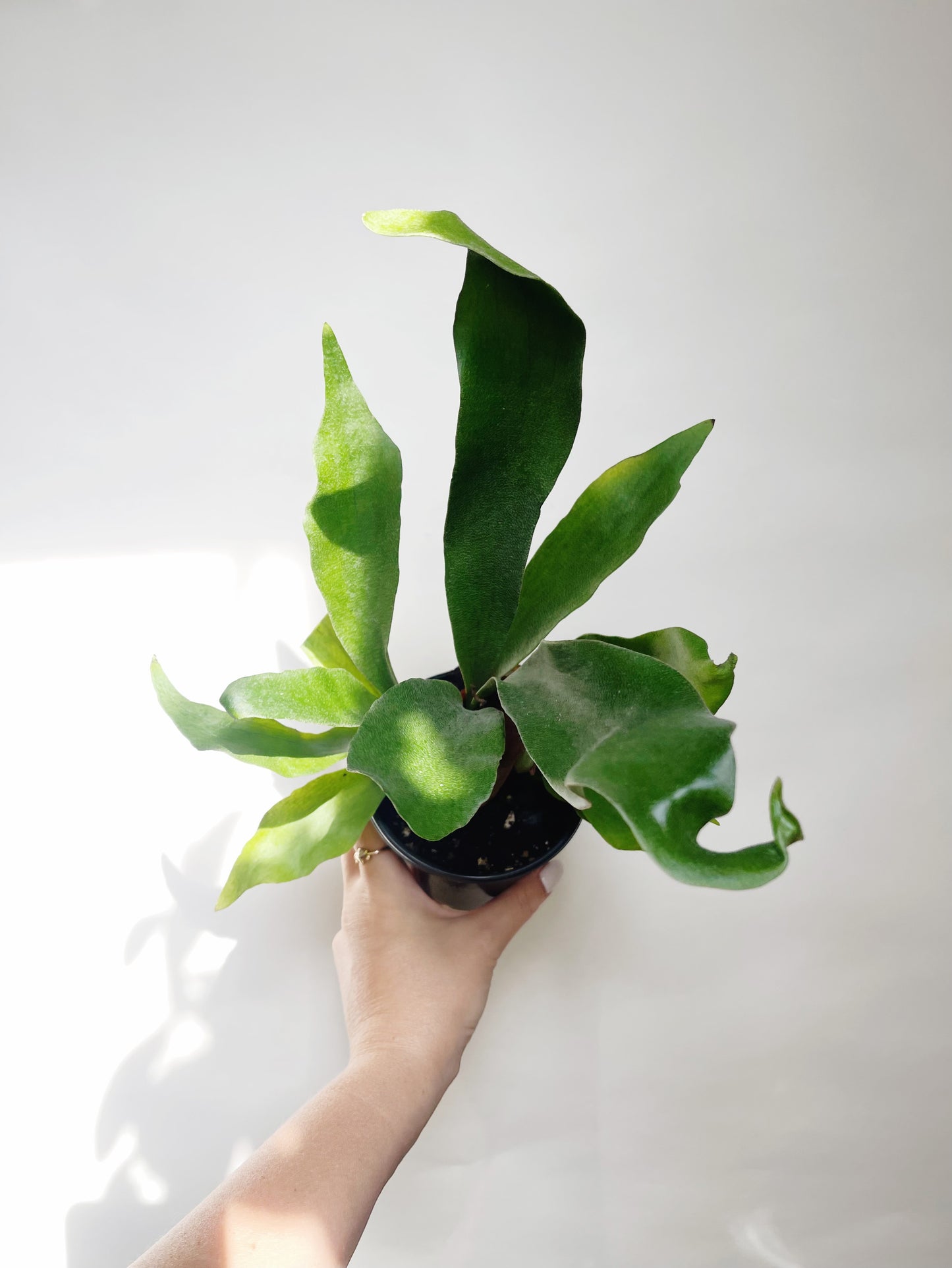 Staghorn Fern Platycerium Bifurcatum 4.5” Pot