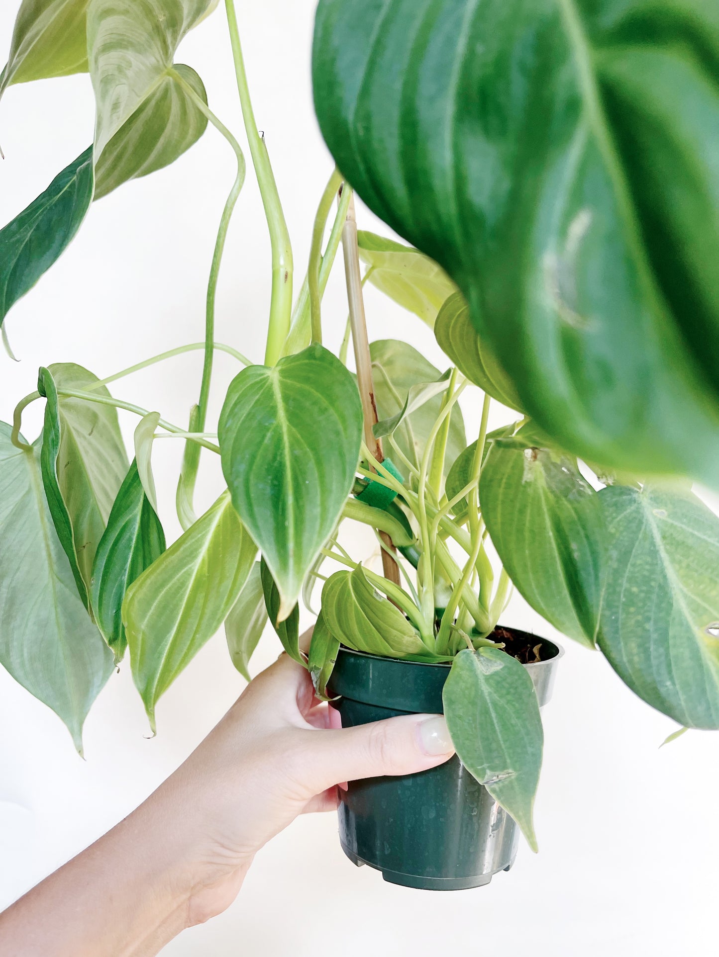 Philodendron Glorious 4" Pot