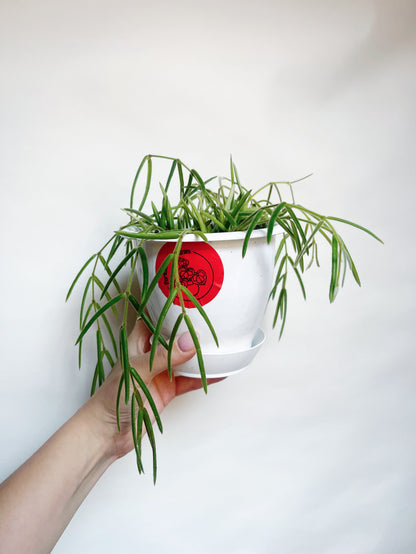 Hoya Linearis Rare Hoya 5” Hanging Basket