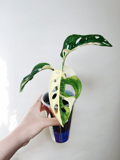 Monstera Adansonii Albo Self Watering Pot