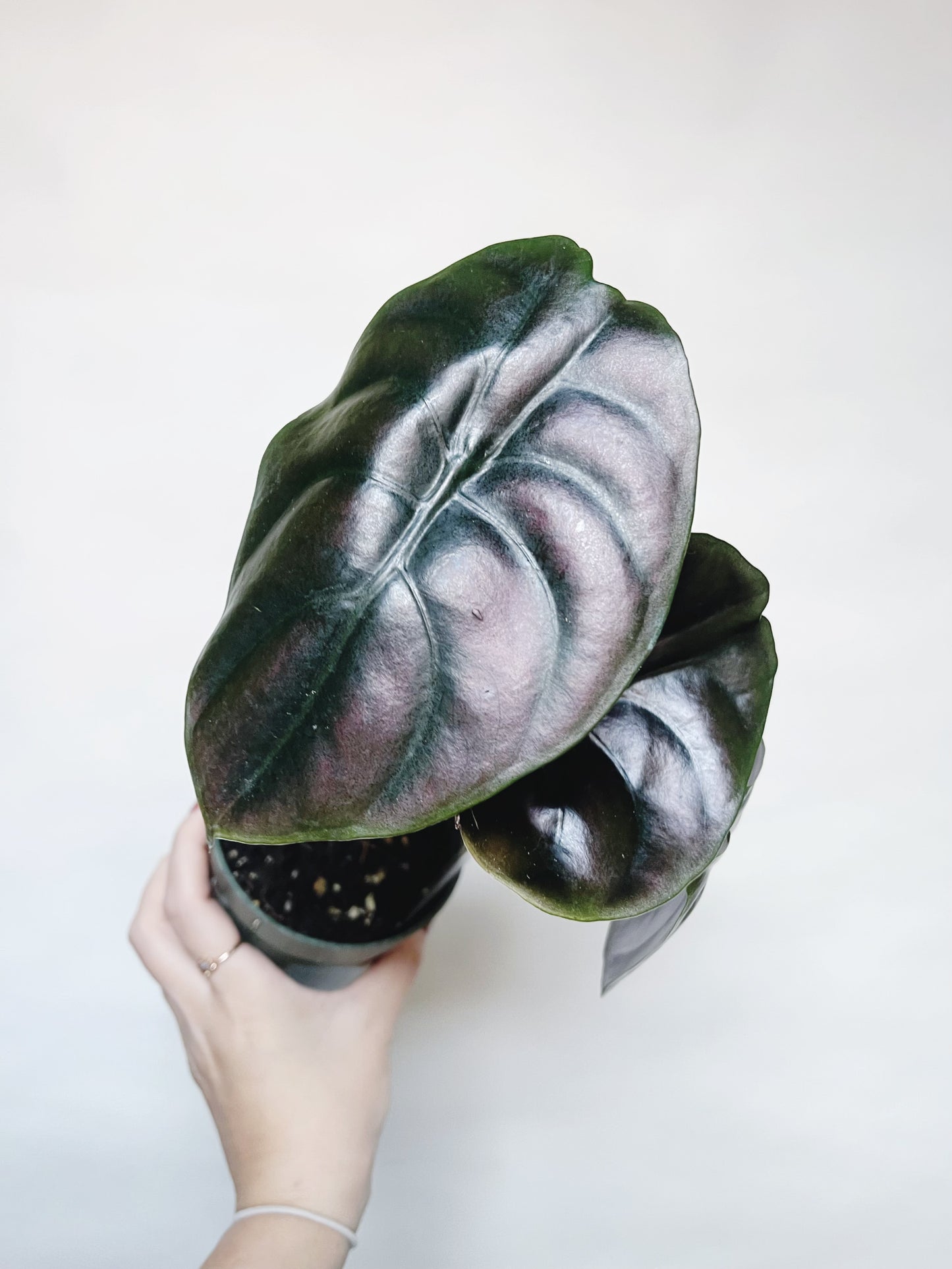 Alocasia Cuprea Red Secret 4” Pot