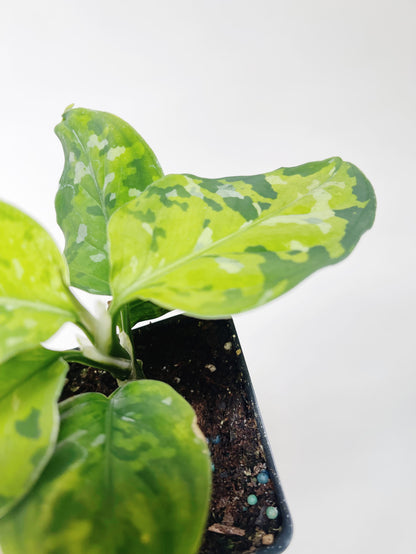 Aglaonema Pictum Tricolor 3” Pot