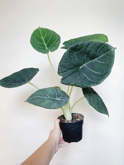 Alocasia Maharani 4.5" Pot