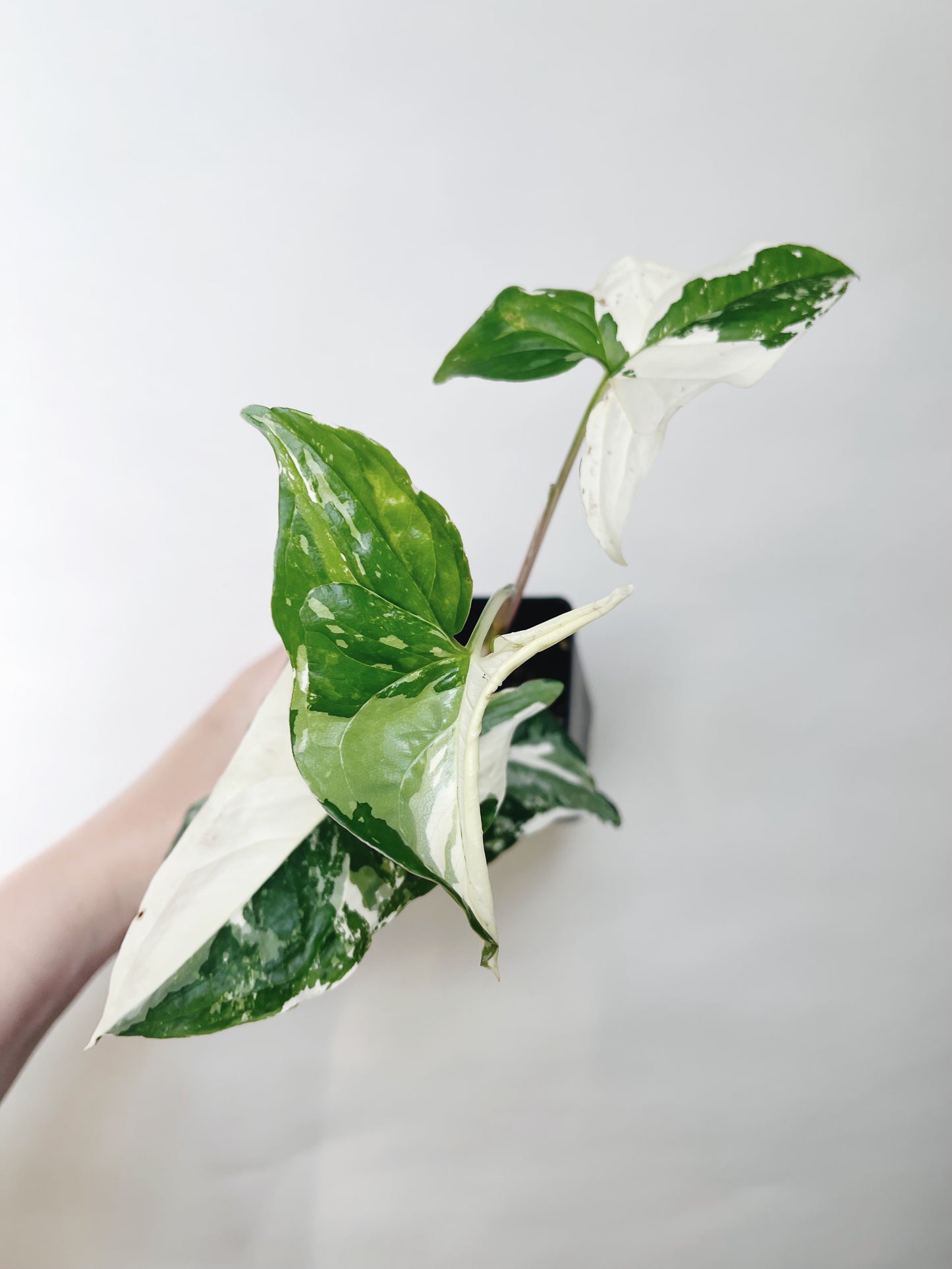 Syngonium Albo 3” Live Plant