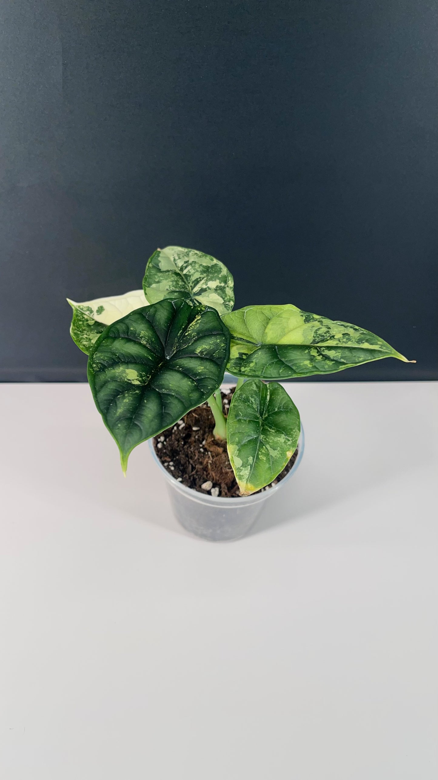 Alocasia Dragon Scale Variegated 4” Pot