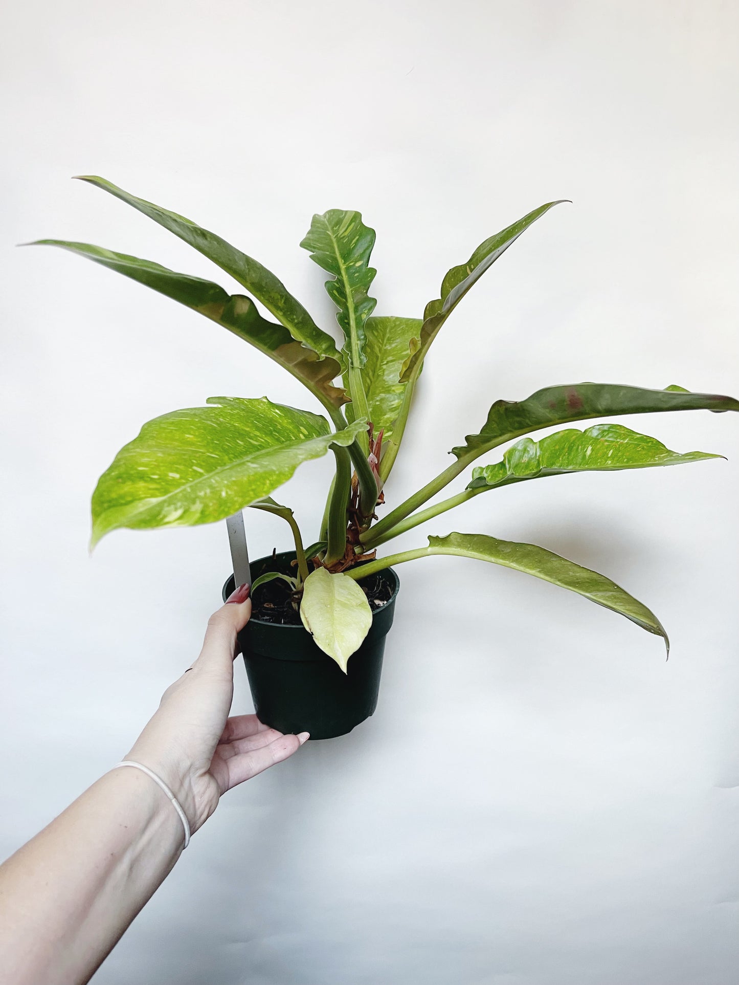 Philodendron Ring of Fire 4.5" Pot