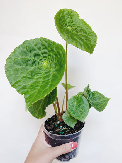 Begonia Natunaensis 4” Pot