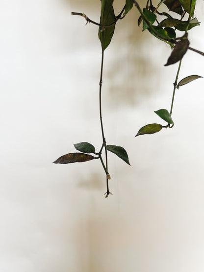 Hoya Lacunosa Royal Flush 5" Hanging Basket