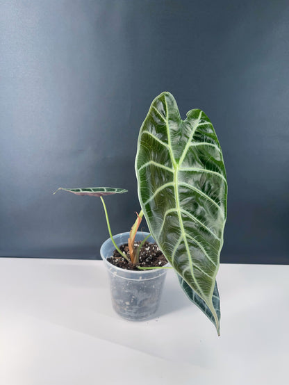 Alocasia Watsoniana 4” Pot