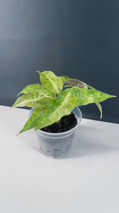 Alocasia Polly Variegated 4” Pot