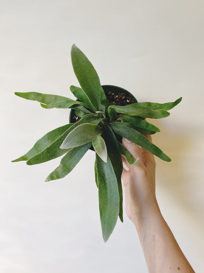 Platycerium Veitchii Silver Staghorn 4.5” Pot