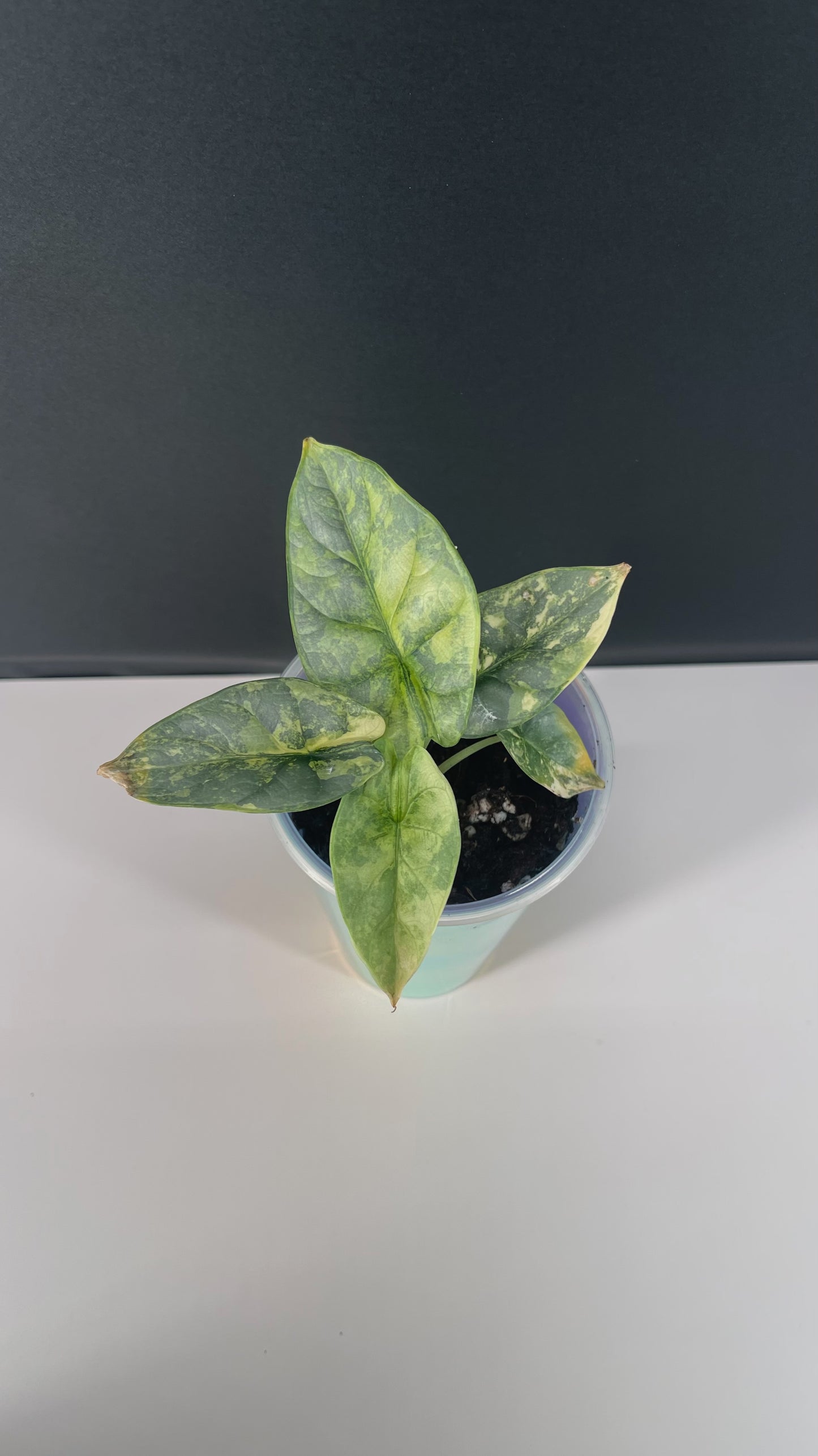 Alocasia Silver Dragon Variegated 3” Pot