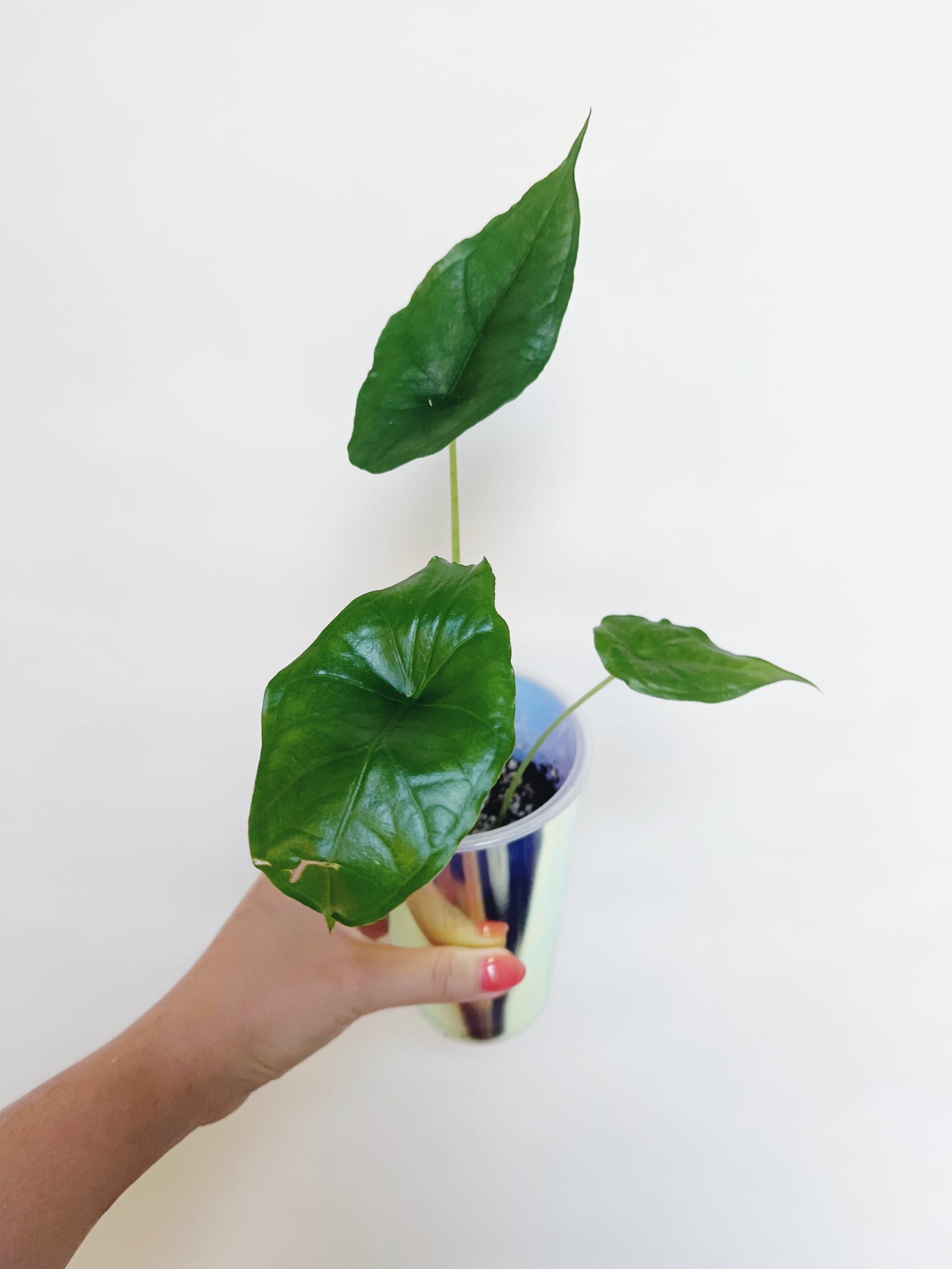 Alocasia Dragon Breath Starter Plant in a self watering pot