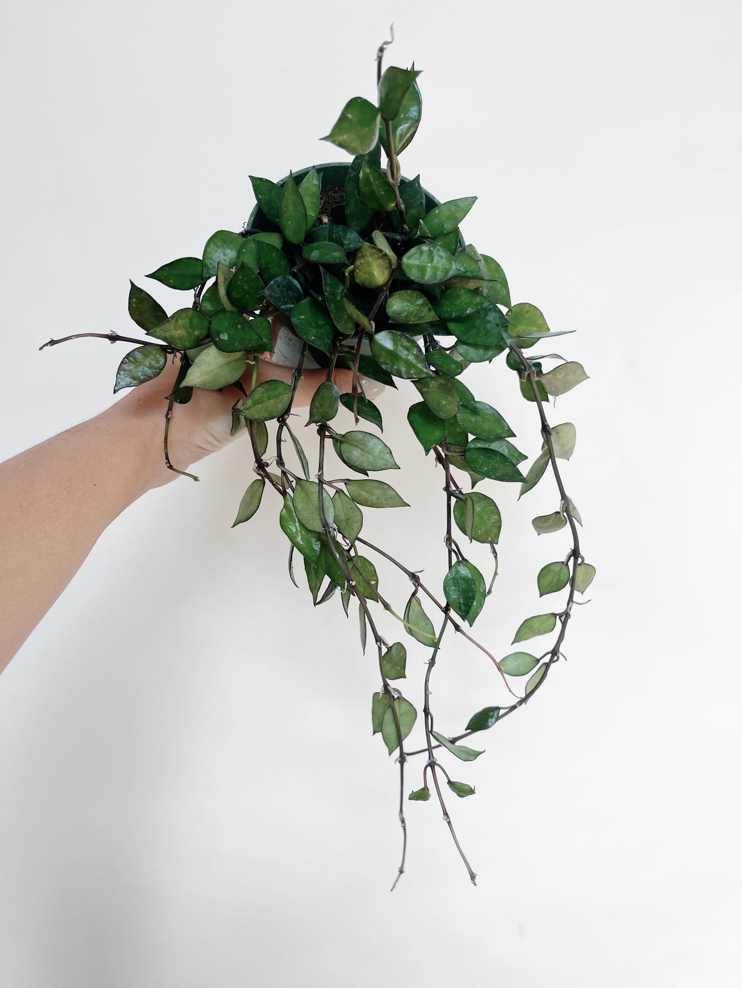 Hoya Krohniana Black 4" Pot Live Plant