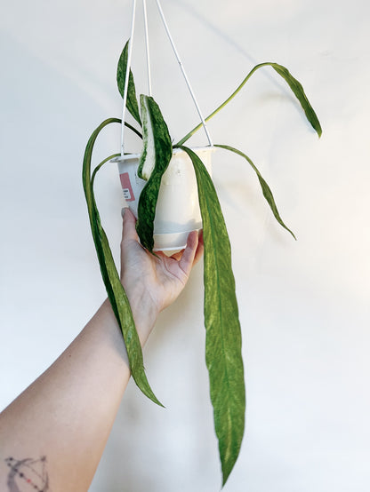 Anthurium Vittariifolium Variegated 4.5" Hanging Pot