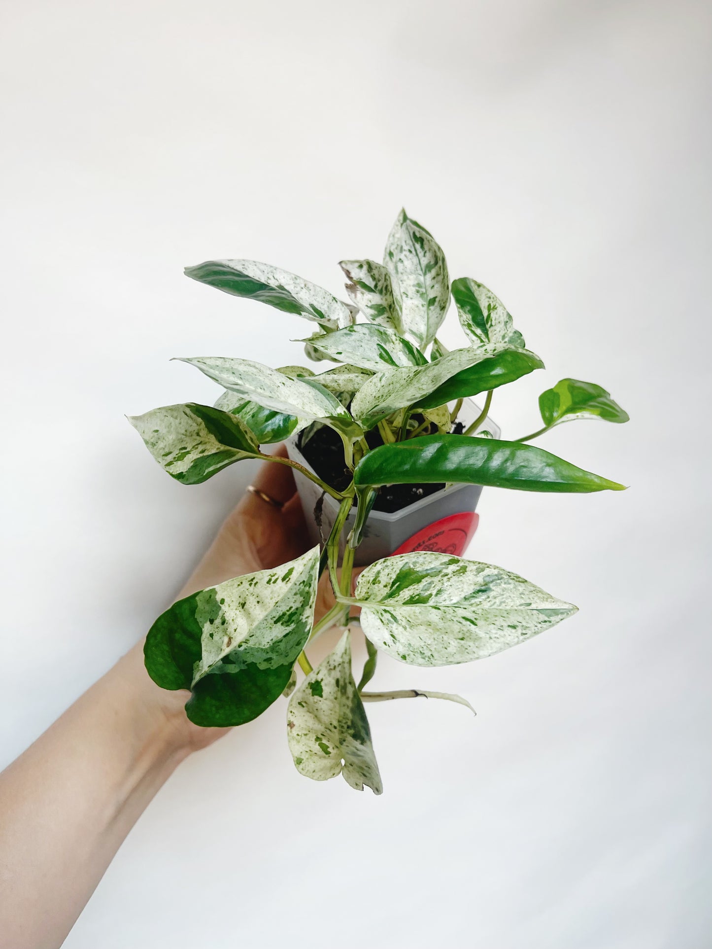 Epipremnum Pinnatum Marble Variegata 3” Pot