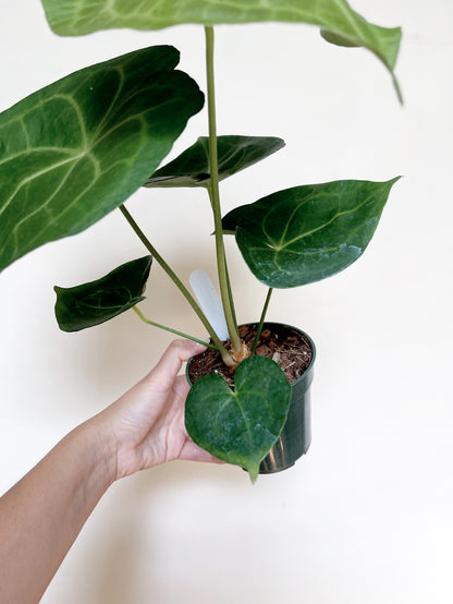 Anthurium Pterodactyl x Clarinervium 4” Pot