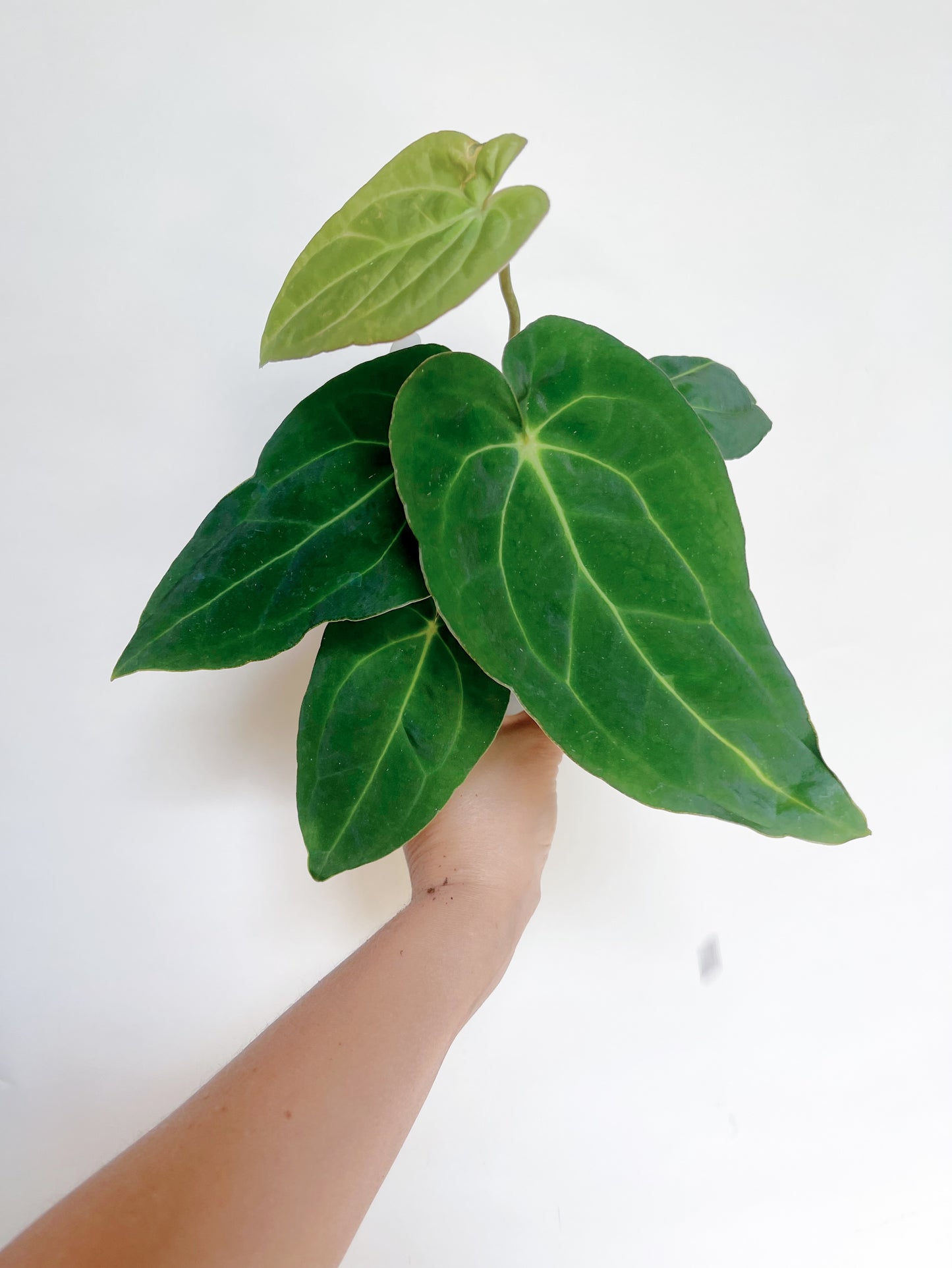 Anthurium Papillilaminum x Carlablackiae 4” Pot