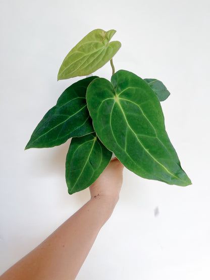 Anthurium Papillilaminum x Carlablackiae 4” Pot