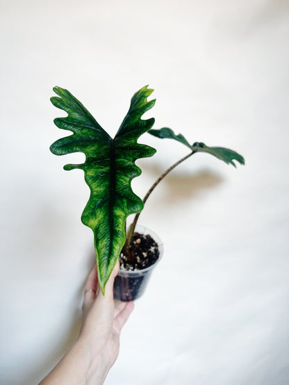 Alocasia Tandurusa Jacklyn Rare Live Plant