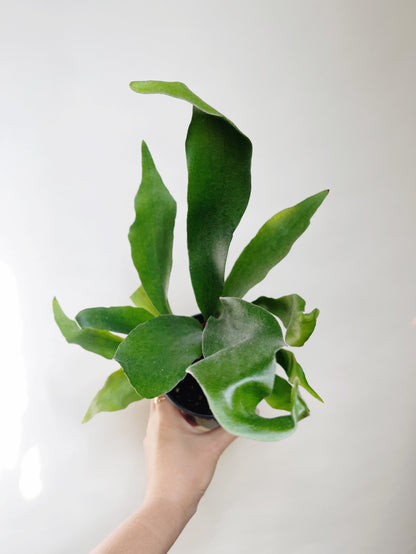 Staghorn Fern Platycerium Bifurcatum 4.5” Pot