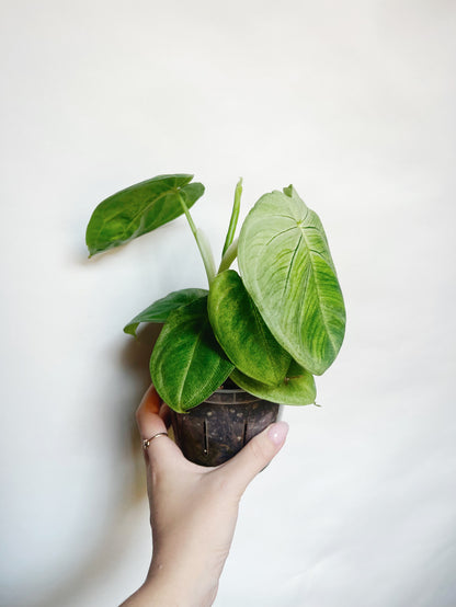 Syngonium Frosted Heart 4.5” Live Plant