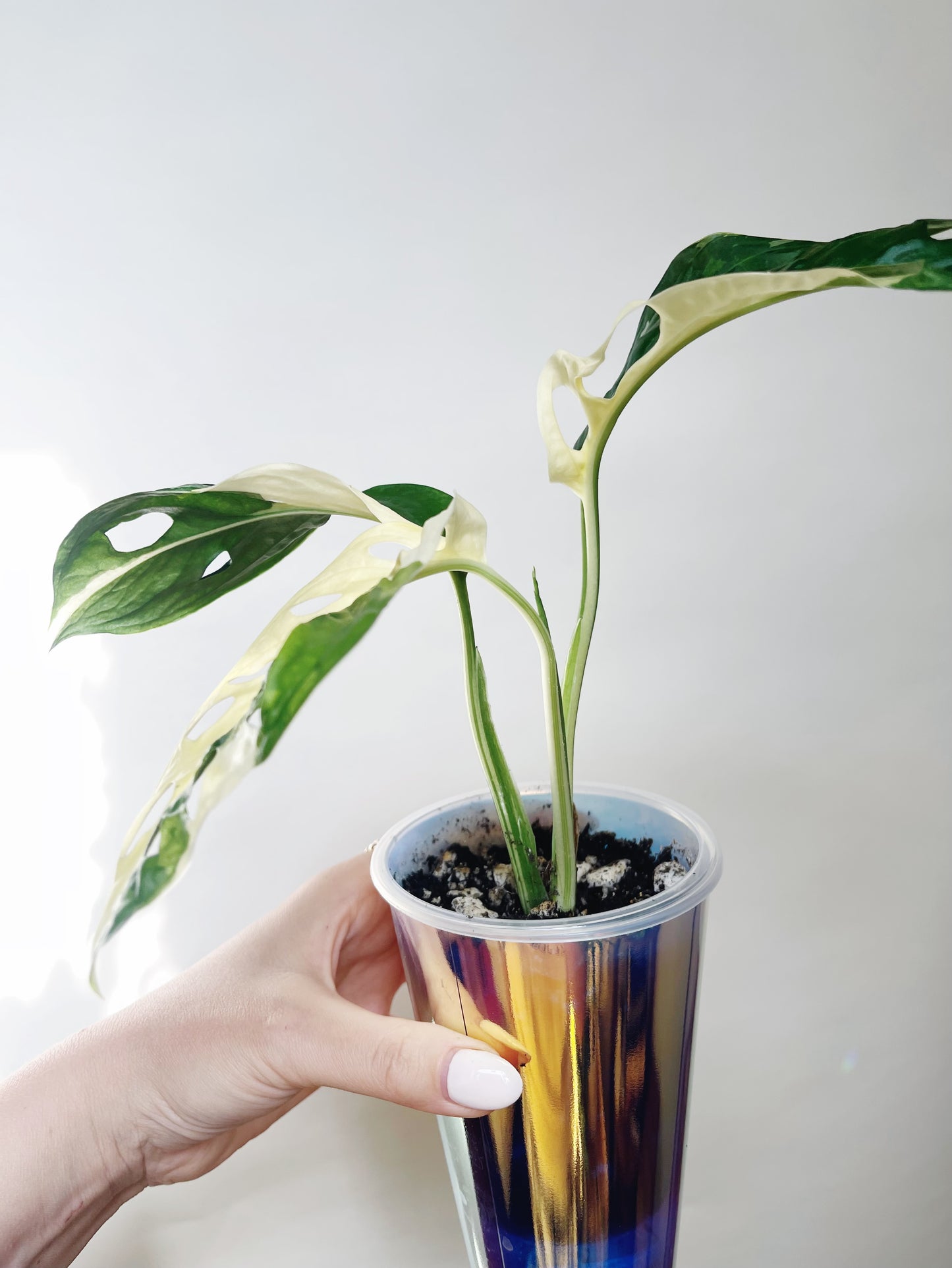 Monstera Adansonii Albo Self Watering Pot