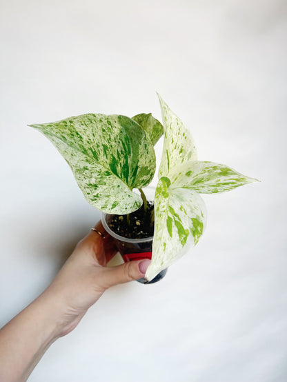 Snow Queen Pothos Live Rare Starter Plant