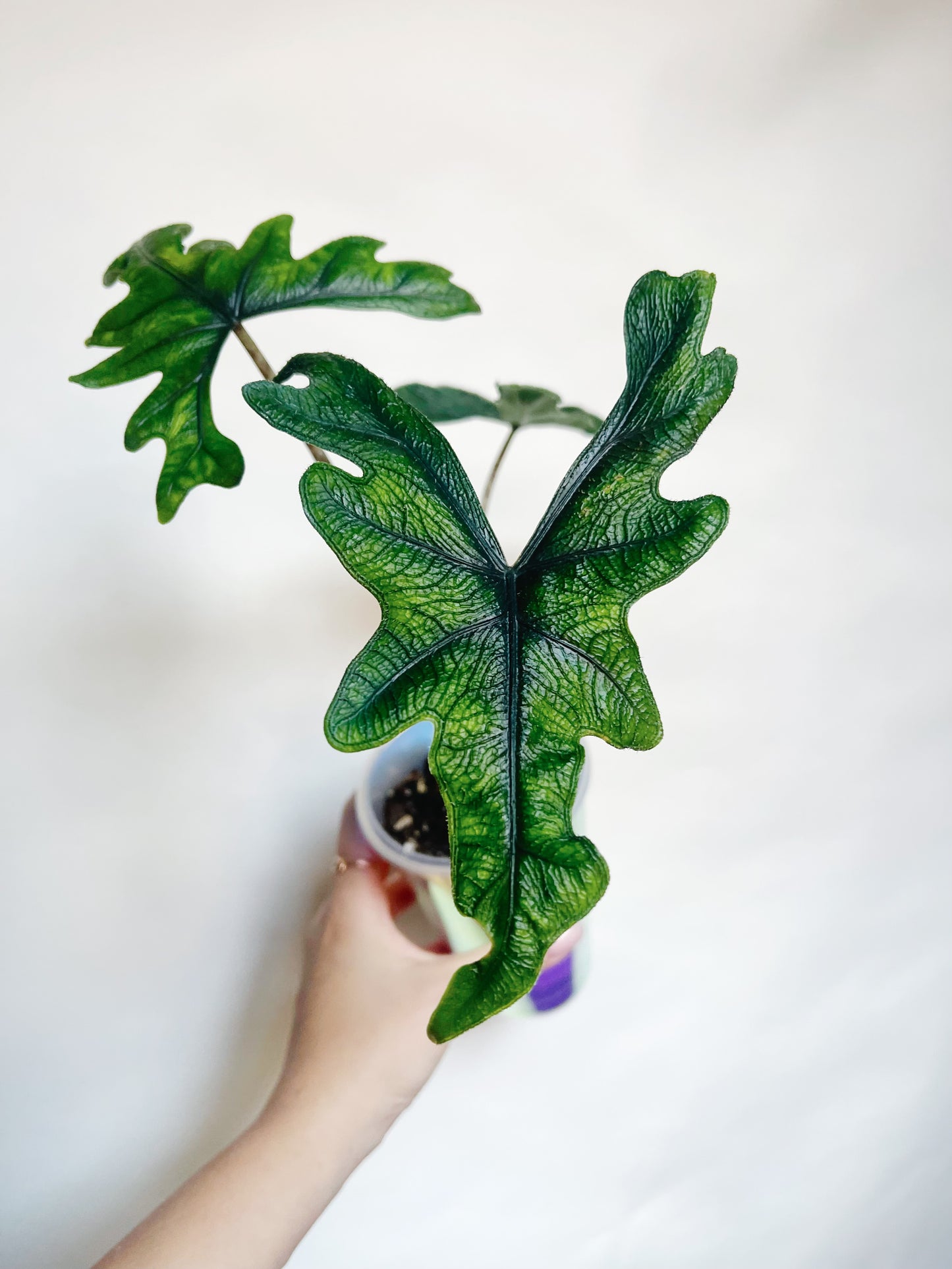 Alocasia Tandurusa Jacklyn Rare Live Plant