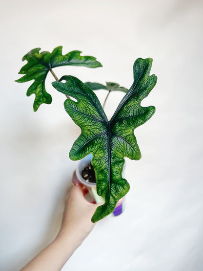 Alocasia Tandurusa Jacklyn Rare Live Plant