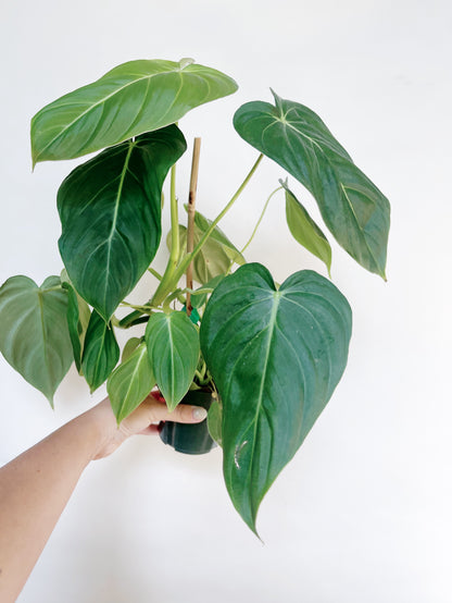 Philodendron Glorious 4" Pot