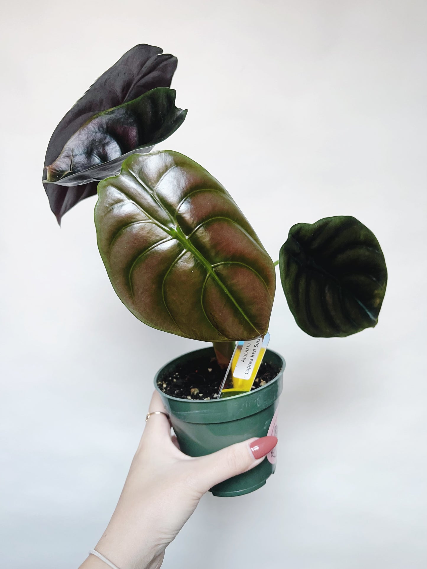 Alocasia Cuprea Red Secret 4” Pot