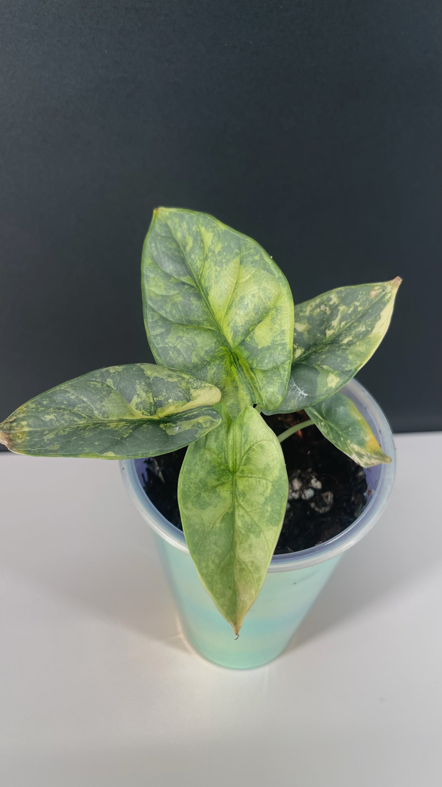 Alocasia Silver Dragon Variegated 3” Pot