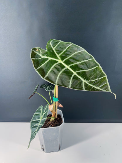 Alocasia Watsoniana 4” Pot