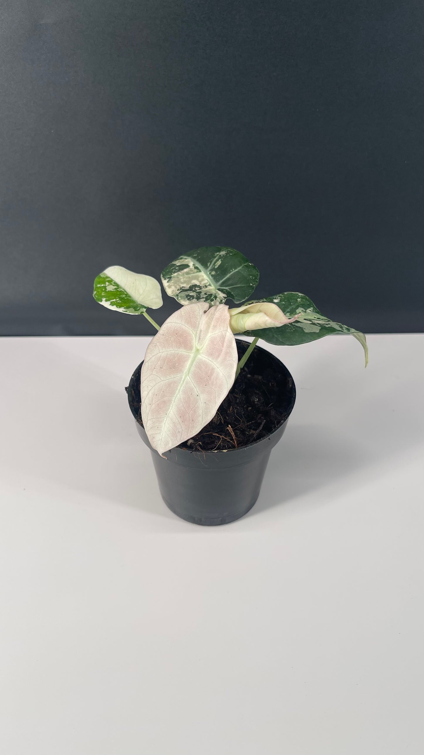 Alocasia Black Velvet Variegated Pink 3” Pot