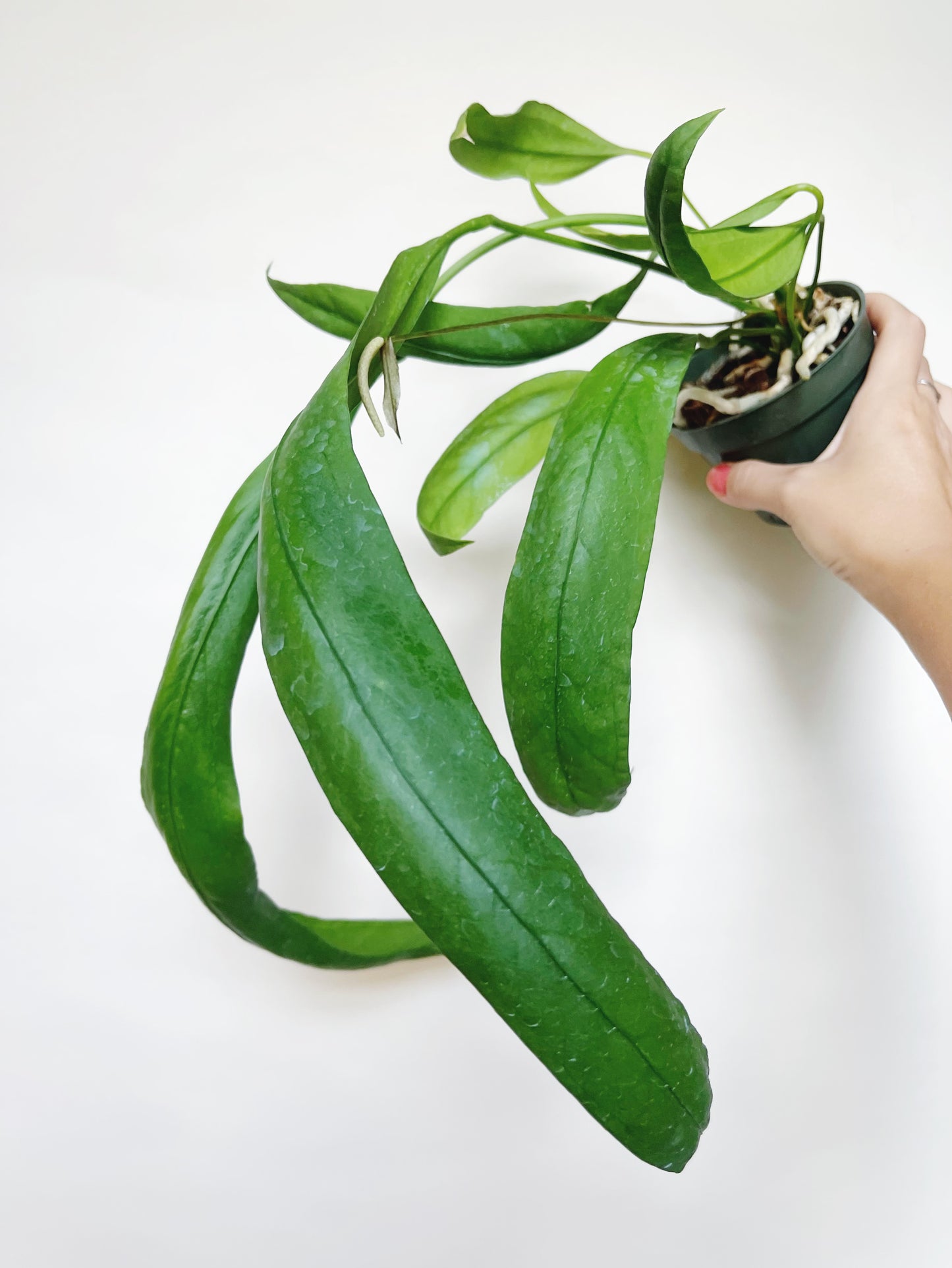 Anthurium Vittariifolium 4.5" Pot