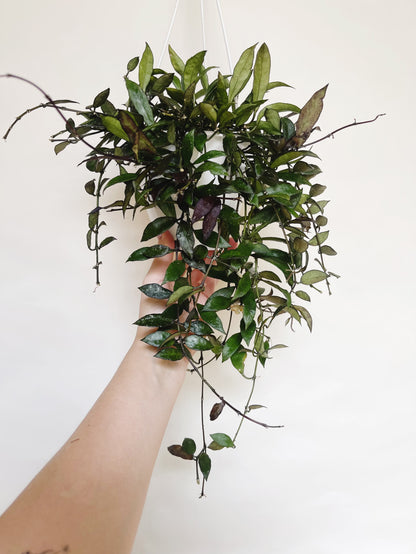 Hoya Lacunosa Royal Flush 5" Hanging Basket