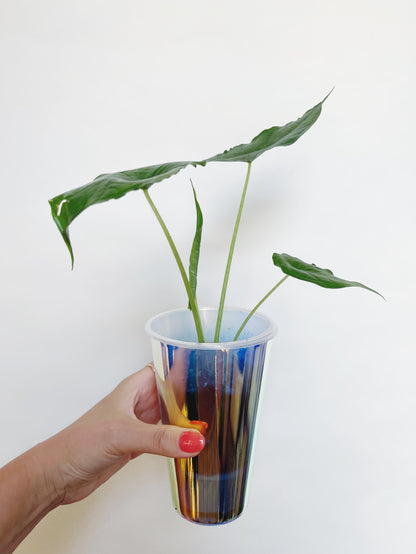 Alocasia Dragon Breath Starter Plant in a self watering pot