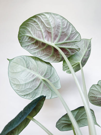 Alocasia Maharani 4.5" Pot