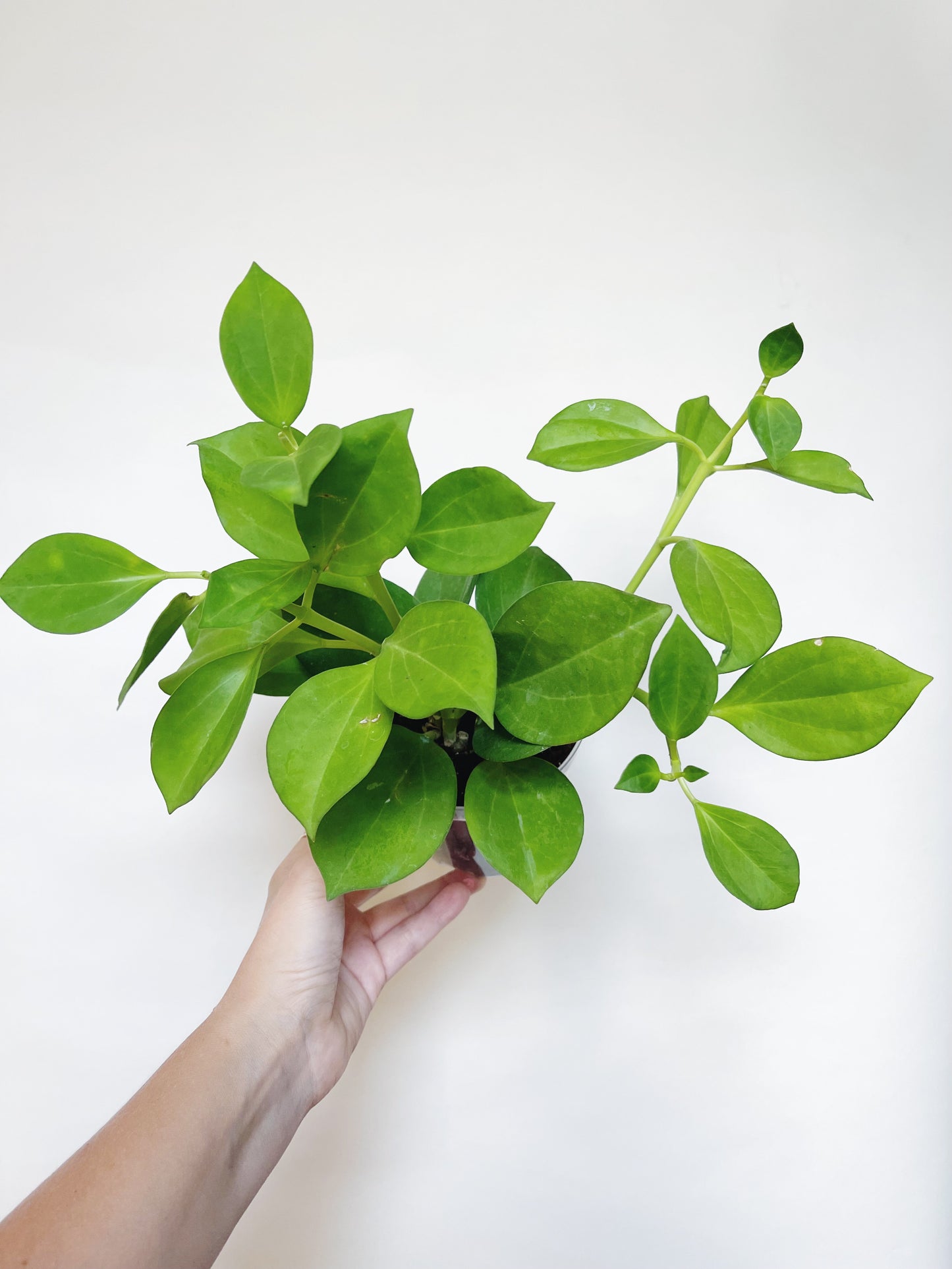 Hoya Pachylada 4" Pot