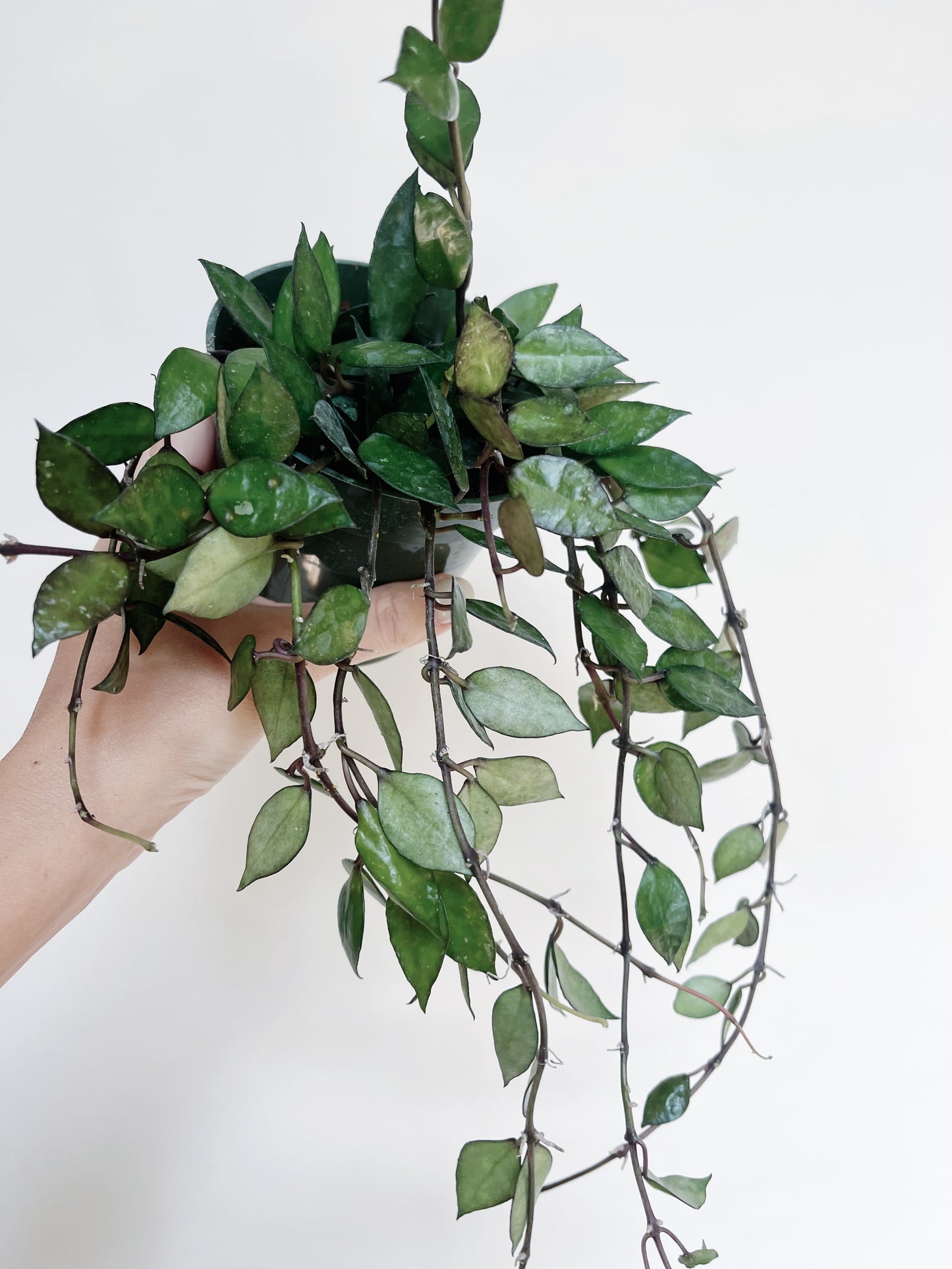 Hoya Krohniana Black 4" Pot Live Plant