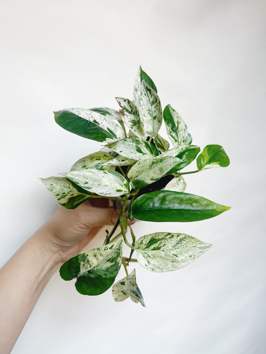 Epipremnum Pinnatum Marble Variegata 3” Pot