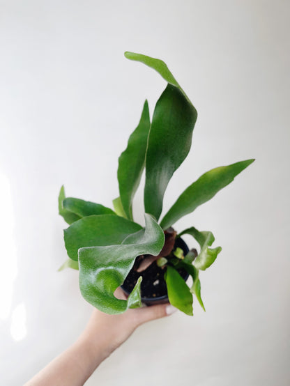 Staghorn Fern Platycerium Bifurcatum 4.5” Pot