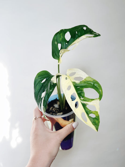 Monstera Adansonii Albo Self Watering Pot